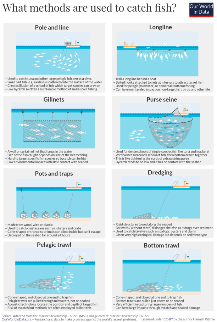 The Effects of Overfishing on The Environment - Mildly Confusing Things