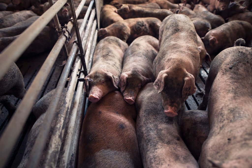 The Overuse of Antibiotics in Meat and Why It Is Bad for You