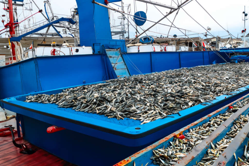 The Effects Of Overfishing On The Environment