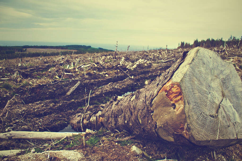 How Deforestation Affects the Environment