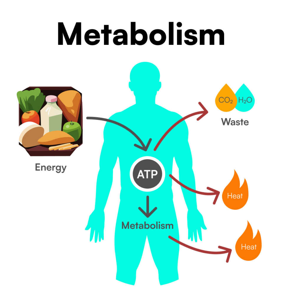 Metabolism Graph