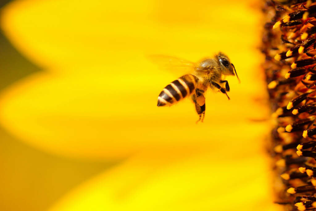 Why Are Bees Disappearing?